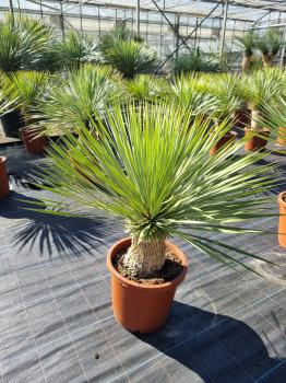 Yucca-Rostrata-1