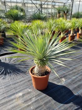 Yucca-Rostrata-R2