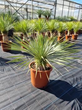 Yucca-Rostrata-R3