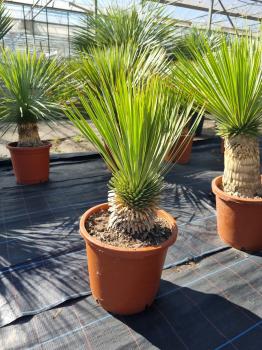 Yucca-Rostrata-R4
