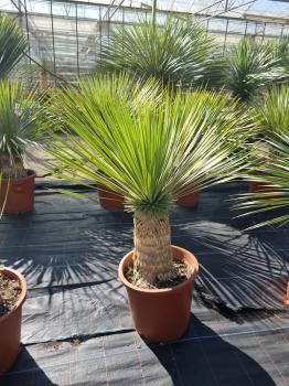 Yucca-Rostrata-R5
