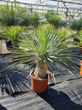 Yucca-Rostrata-R6