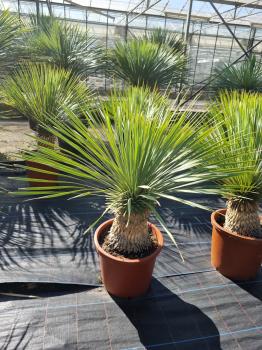 Yucca-Rostrata-R7
