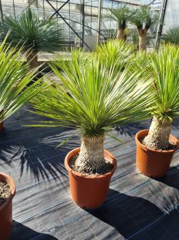 Yucca-Rostrata-R10