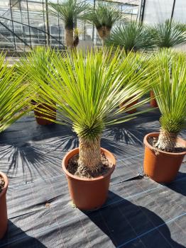 Yucca-Rostrata-R14