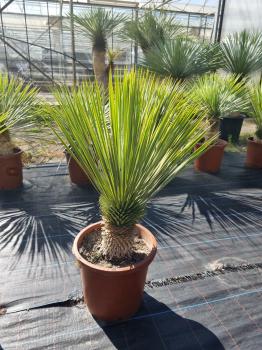 Yucca-Rostrata-R15