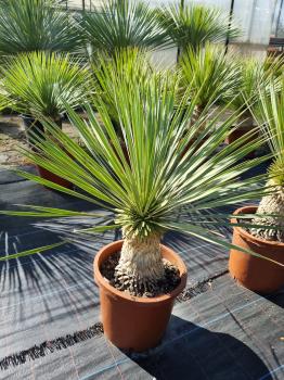 Yucca-Rostrata-R16
