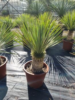 Yucca-Rostrata-R17
