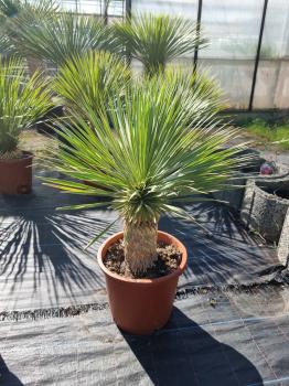 Yucca-Rostrata-R18