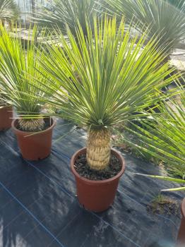 Yucca-Rostrata-R20