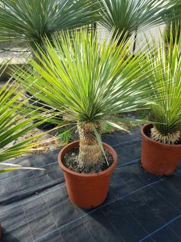 Yucca-Rostrata-R21