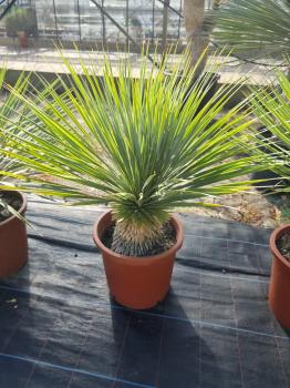 Yucca-Rostrata-R22