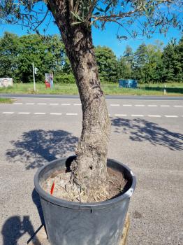 Olivenbaum 280cm  (70/80 Jährig) genau diesen Olivenbaum kaufen Nr.120
