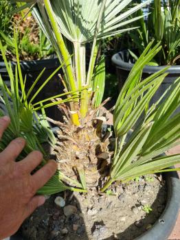 Chamaerops Vulcano zwergpalme 90 cm Nr.V4
