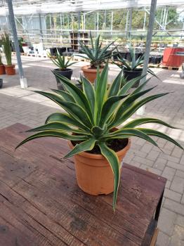 Agave Desmettiana Nr.1