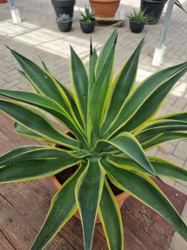 Agave Desmettiana variegata ↑ genau diesen ↑ Nr.1