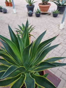 Agave-Desmettiana-Nr-2