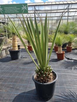 Yucca-Faxoniana-2