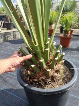 Winterharte Yucca Faxoniana 140 cm - Spanisches Bajonett - Nr.2