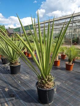 Yucca-Faxoniana-4
