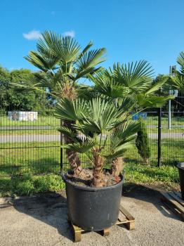 Hanfpalme-Trachycarpus-Wagnerianus-237