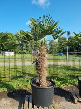 Hanfpalme-Trachycarpus-Wagnerianus-238