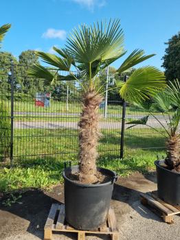 Hanfpalme-Trachycarpus-Wagnerianus-239