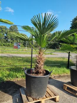 Hanfpalme-Trachycarpus-Wagnerianus-240