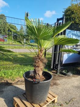 Hanfpalme-Trachycarpus-Wagnerianus-241