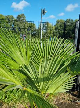 Winterharte Trachycarpus Wagnerianus Hanfpalme 150 cm ↑ genau diesen im Bild ↑ Nr.241