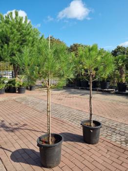 2x-Pinus-Pinea-12