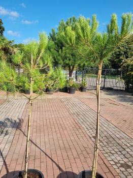 Pinus Pinea in NRW kaufen - www.plantaplaza.de