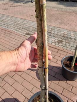 2 Stück Pinus pinea 200 + 225 cm Mittelmeer - Schirmpinie.