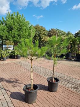 2x-Pinus-Pinea-14