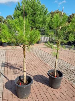 Pinus Pinea in NRW kaufen - www.plantaplaza.de