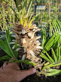 Chamaerops Vulcano zwergpalme 85 cm Nr.V18