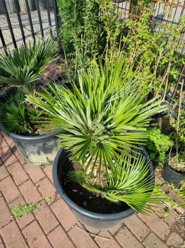 Chamaerops Vulcano zwergpalme 85 cm Nr.V18