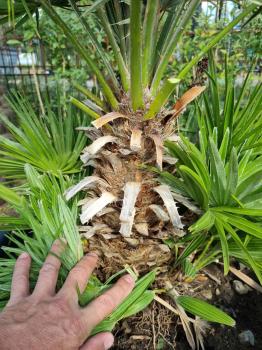 Chamaerops Vulcano zwergpalme 95 cm Nr.V19