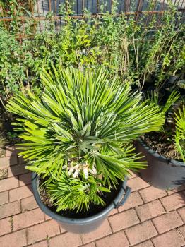 Chamaerops Vulcano zwergpalme 95 cm Nr.V19