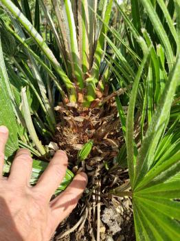 Chamaerops Vulcano zwergpalme 105 cm Nr.V21