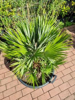 Chamaerops Vulcano zwergpalme 105 cm Nr.V21