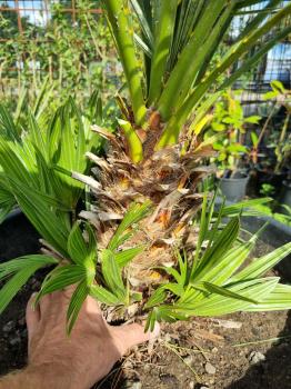 Preview: Chamaerops Vulcano zwergpalme 100 cm Nr.V22