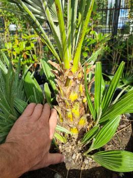 Chamaerops Vulcano zwergpalme 110 cm Nr.V23