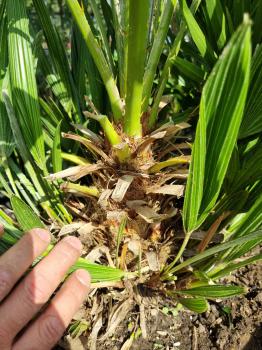 Chamaerops Vulcano zwergpalme 95 cm Nr.V24