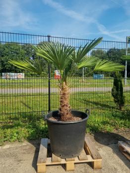 Hanfpalme-Trachycarpus-Wagnerianus-242