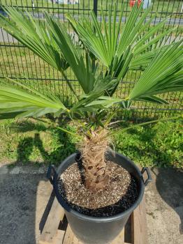 Winterharte Trachycarpus Wagnerianus Hanfpalme 145 cm ↑ genau diesen im Bild ↑ Nr.242