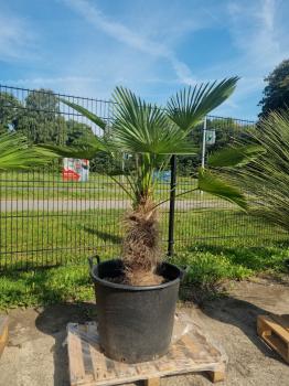Hanfpalme-Trachycarpus-Wagnerianus-243