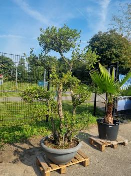 korkeiche-Quercus-suber-nr1