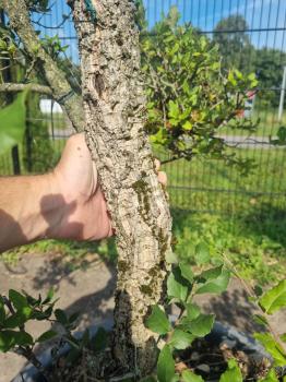Korkbaum Quercus suber als Gartenbonsai 210 cm ( genau diese Korkeiche ) Nr. 1