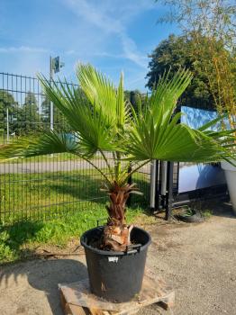 Washingtonia-robusta-Nr1